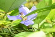 夢到養(yǎng)烏龜，寓意與感悟，夢到養(yǎng)烏龜，寓意與心靈感悟