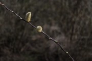 放飛夢想——我的風箏之夢，放飛夢想，我的風箏之夢