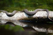 夢(mèng)到魚(yú)死了，深邃的夢(mèng)境與內(nèi)心的反思，夢(mèng)境中的魚(yú)逝去，深邃的心靈反思