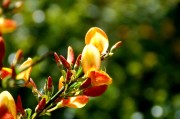孕婦夢(mèng)到花生，寓意與解讀，孕婦夢(mèng)到花生的寓意與解讀