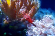 夢游水族世界，魚與蝦的神秘夢境，夢游水族世界的神秘夢境，魚與蝦的奇幻之旅