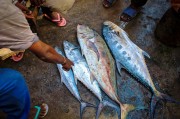 夢中尋魚，一次奇妙的捕魚經(jīng)歷，夢中尋魚，一次奇妙的捕魚之旅
