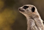 劍齒虎，一款無(wú)需付費(fèi)的動(dòng)物戰(zhàn)斗冒險(xiǎn)游戲，劍齒虎，無(wú)限制免費(fèi)動(dòng)物戰(zhàn)斗冒險(xiǎn)游戲