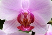 探索蘭花的世界，一款包含蘭花種類的免費(fèi)游戲下載，蘭花世界，探索和解鎖蘭花的高清游戲下載