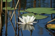 夢(mèng)中的魚舞，一場水中的跳躍之夢(mèng)，夢(mèng)中的魚舞，水中的跳躍之夢(mèng)