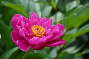 花啦花啦注冊難題解析，常見問題及解決方案，花啦花啦注冊攻略，常見問題解答與解決方案