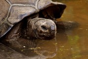 夢中釣魚奇遇，釣到神秘烏龜?shù)钠婊弥茫瑝糁嗅烎~奇遇，釣到神秘烏龜?shù)钠婊弥? title=