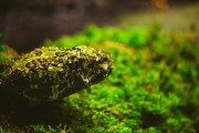 夢到滿地蛇，解讀預示的神秘之謎，夢到滿地蛇，解讀預示的神秘之謎