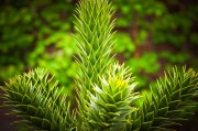 虛擬世界中的植物游戲免費體驗——探討其價值與影響，虛擬世界，植物游戲的娛樂價值及其對社會的影響