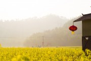 夢中的花海——我的栽花之旅，夢中的花海，我的栽花之旅