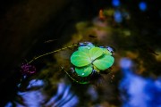 夢(mèng)到小孩睡覺(jué)，心靈的寧?kù)o與成長(zhǎng)的啟示，夢(mèng)境中的小孩安睡，心靈的寧?kù)o與成長(zhǎng)的啟示