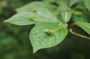 立秋節氣已過，國內大豆需求能否提升？