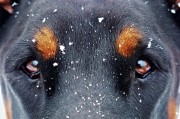 夢(mèng)中雙犬之謎，夢(mèng)中雙犬之謎