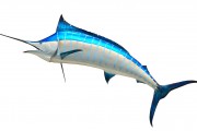 沙魚游戲免費下載，讓你享受指尖的激情與冒險，沙魚，輕松暢享指尖激戰(zhàn)的樂趣