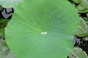 網頁小游戲植物_網頁小游戲植物大戰僵尸在線玩