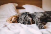 夢境中的動物交配——以夢到狗交配為例，夢境中狗的交配，解析與象征意義