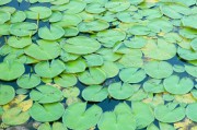 夢(mèng)到魚籽，生命與希望的象征，夢(mèng)到魚籽，生命與希望的象征