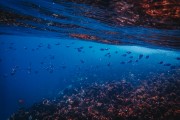 夢中的魚與水，深邃的寓意與心靈的探索，夢中之魚與水，深邃寓意的心靈探索
