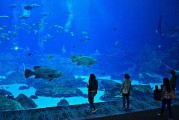日照市是中國山東省的一個海濱城市，擁有豐富的旅游資源和文化底蘊。隨著互聯網技術的發展，日照的旅游業也在不斷壯大。日照網站優化的重要性不言而喻。，日照，中國山東省海濱城市的旅游資源與文化魅力
