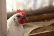 夢中的鳥蛋之謎，夢中的鳥蛋之謎解析