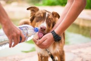 如何輕松注冊(cè)犬舍，一站式指南，輕松開(kāi)啟犬舍之旅，一站式注冊(cè)指南