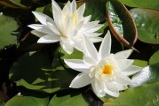 夢(mèng)中親人喜結(jié)連理，情感交織的奇妙體驗(yàn)，夢(mèng)中親人喜結(jié)連理，情感交織的奇妙體驗(yàn)