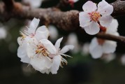 夢中樹開花，寓意何在？，夢中樹開花的寓意解讀