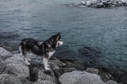 哈士奇作為一種忠誠、活潑的犬種，深受人們喜愛。作為一款專門為哈士奇設計的網(wǎng)站插件，它不僅能夠幫助用戶更方便地管理和查看哈士奇的相關信息，還能提高用戶體驗。，哈士奇插件，讓您的養(yǎng)寵生活更便捷