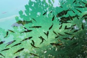 捕魚大師注冊攻略，輕松成為捕魚高手，暢享歡樂時光！捕魚大師注冊指南，快速晉升捕魚達人，盡享游戲樂趣