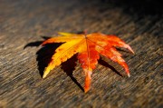 揭秘日本網(wǎng)站流量查詢網(wǎng)站，助力企業(yè)精準(zhǔn)洞察市場(chǎng)動(dòng)態(tài)，深度解析，日本網(wǎng)站流量查詢工具，助力企業(yè)洞悉市場(chǎng)脈搏，深度解析，日本網(wǎng)站流量查詢工具，助企業(yè)精準(zhǔn)把握市場(chǎng)脈搏