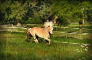荒野之息馬匹注冊全攻略，解鎖馬匹自由馳騁的秘密，荒野之息馬匹注冊全解密，駕馭自由馳騁的駿馬之道