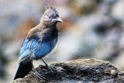 夢到野雞，預示著什么？，夢到野雞，預示與機遇的象征