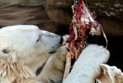 動物免費游戲，讓生活更加有趣的游戲體驗，動物免費游戲，讓你的生活更加有趣的選擇