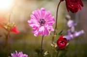2023年度網(wǎng)上訂花網(wǎng)站排名，品味生活，從一束花開始，2023年網(wǎng)上訂花網(wǎng)站排行，開啟美好生活，從一束花啟程