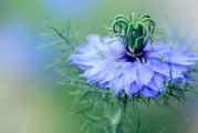 夢(mèng)中的蘭花之舞，夢(mèng)中的蘭花之舞，詩意與夢(mèng)幻的交織。