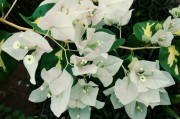 夢(mèng)中的花宴——一次奇妙的吃花之旅，夢(mèng)中的花宴，一次奇妙的吃花之旅