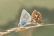 女人夢(mèng)到動(dòng)物，解讀夢(mèng)境中的神秘信號(hào)，女人夢(mèng)到動(dòng)物，解讀夢(mèng)境中的神秘信號(hào)