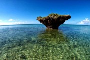 鯊魚游戲免費(fèi)下載，帶你體驗(yàn)最真實(shí)的海洋世界，鯊魚游戲下載，海洋世界的驚險冒險！