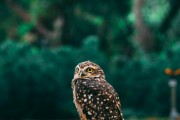 夢中的小動物世界，一場奇妙的夢境之旅，夢境中的小動物世界，奇妙的探險之旅