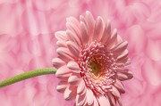 花花姑娘游戲免費下載，花花姑娘，全平臺無限制游戲免費下載