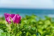 夢中淚落，情感之海