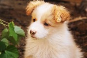 犬舍注冊(cè)全攻略，流程、注意事項(xiàng)及必備材料，一站式指南，犬舍注冊(cè)全解析