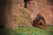 我的動物園的游戲免費，動物園游戲，享受寓教于樂的動物世界