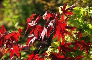紅衣之夢，一場色彩斑斕的夢境探索，紅衣之夢，色彩斑斕的夢境探索