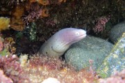 夢里夢到蛇，探索夢境中的神秘生物，夢里神秘生物，蛇的探索