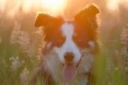 媽媽夢中的神秘之犬，媽媽夢中的神秘之犬，犬影幻夢