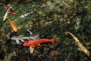 夢到魚和水，預示著什么？，夢到魚和水，預示的寓意與解析