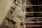 夢中尋犬記，小狗丟失后的奇跡重逢，夢中尋犬記，奇跡重逢的感人故事