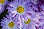 夢(mèng)中的菊花之歌，夢(mèng)中的菊花之歌，詩(shī)意與幻想的交響。