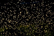 光盤(pán)游戲的誘惑與追求，免費(fèi)模式的未來(lái)展望，免費(fèi)與付費(fèi)，光盤(pán)游戲的新趨勢(shì)及未來(lái)展望